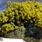 Cootamundra Wattle Acacia baileyana 100 Seeds