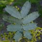 Cootamundra Wattle Acacia baileyana 100 Seeds