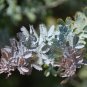 Cootamundra Wattle Acacia baileyana 100 Seeds