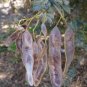 Cootamundra Wattle Acacia baileyana 100 Seeds
