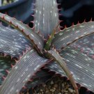 Striped Aloe 100 Seeds Aloe branddraaiensis Striped Aloe 100 Seeds Aloe branddraaiensis