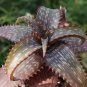 Striped Aloe 100 Seeds Aloe branddraaiensis