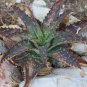 Striped Aloe 100 Seeds Aloe branddraaiensis