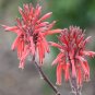Striped Aloe 100 Seeds Aloe branddraaiensis