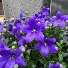 Balloon Flower  100 Seeds  Platycodon grandiflorus