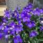 Balloon Flower 100 Seeds Platycodon grandiflorus