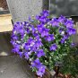 Balloon Flower 100 Seeds Platycodon grandiflorus