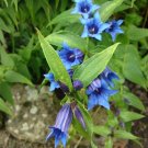 Willow Gentian 200 Seeds Gentiana asclepiadea Willow Gentian 200 Seeds Gentiana asclepiadea