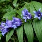 Willow Gentian  200 Seeds  Gentiana asclepiadea