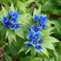 Willow Gentian  200 Seeds  Gentiana asclepiadea