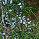 Southern Red Cedar 100 Seeds Juniperus silicicola Southern Red Cedar 100 Seeds Juniperus silicicola