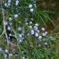 Southern Red Cedar  100 Seeds  Juniperus silicicola
