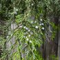 Southern Red Cedar  100 Seeds  Juniperus silicicola