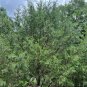 Southern Red Cedar  100 Seeds  Juniperus silicicola