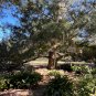 Southern Red Cedar  100 Seeds  Juniperus silicicola