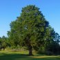 Southern Red Cedar  100 Seeds  Juniperus silicicola