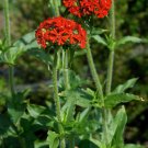 Maltese Cross 2000 Seeds Lychnis chalcedonica Maltese Cross 2000 Seeds Lychnis chalcedonica