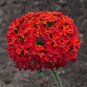 Maltese Cross  2000 Seeds  Lychnis chalcedonica