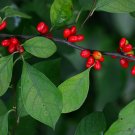 Spicebush Lindera benzoin 10 Seeds Spicebush Lindera benzoin 10 Seeds