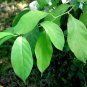 Spicebush Lindera benzoin 10 Seeds