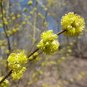 Spicebush Lindera benzoin 10 Seeds