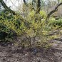 Spicebush Lindera benzoin 10 Seeds