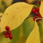 Spicebush Lindera benzoin 10 Seeds