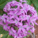 Purple Pentas  Star Flower  Pentas lanceolata  25 Seeds
