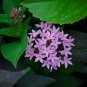 Purple Pentas Star Flower Pentas lanceolata 25 Seeds