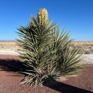 Faxon Yucca  10 Seeds  Yucca faxoniana