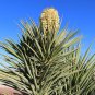 Faxon Yucca 10 Seeds Yucca faxoniana