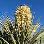 Faxon Yucca 10 Seeds Yucca faxoniana