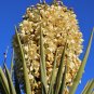 Faxon Yucca 10 Seeds Yucca faxoniana