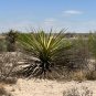 Faxon Yucca 10 Seeds Yucca faxoniana