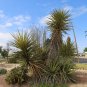 Faxon Yucca 10 Seeds Yucca faxoniana