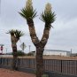 Faxon Yucca 10 Seeds Yucca faxoniana