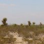Faxon Yucca 10 Seeds Yucca faxoniana