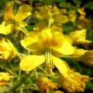 Mexican Bird of Paradise 25 seeds Caesalpinia mexicana Mexican Bird of Paradise 25 seeds Caesalpinia mexicana