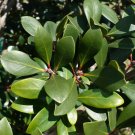 Japanese cleyera  10 Seeds  Ternstroemia gymnanthera
