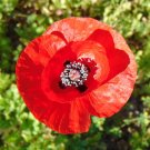 Field Poppy Papaver rhoeas 1000 Seeds Field Poppy Papaver rhoeas 1000 Seeds