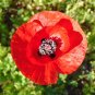 Field Poppy Papaver rhoeas 1000 Seeds