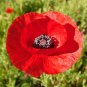 Field Poppy Papaver rhoeas 1000 Seeds
