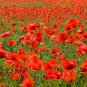 Field Poppy Papaver rhoeas 1000 Seeds