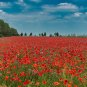 Field Poppy Papaver rhoeas 1000 Seeds