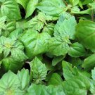 Patchouli   300 Seeds   Pogostemon patchouli