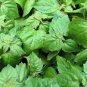 Patchouli   300 Seeds   Pogostemon patchouli