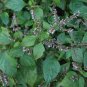Patchouli   300 Seeds   Pogostemon patchouli