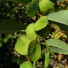 Coin Vine Dalbergia ecastaphyllum 10 Seeds