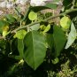 Coin Vine Dalbergia ecastaphyllum 10 Seeds