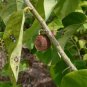 Coin Vine Dalbergia ecastaphyllum 10 Seeds